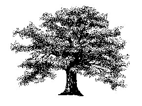 Oak